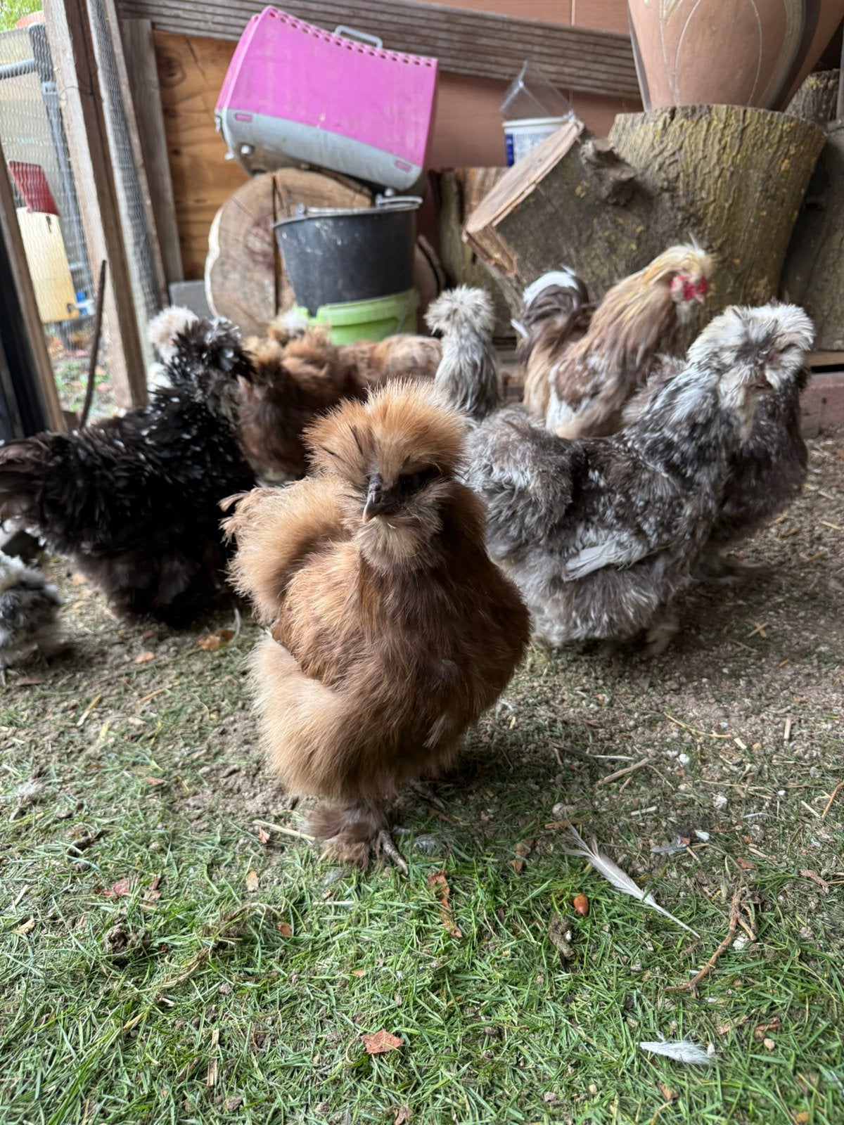 Usa zijdehoen hennetjes mottled, Dieren en Toebehoren, Pluimvee, Vrouwelijk, Kip