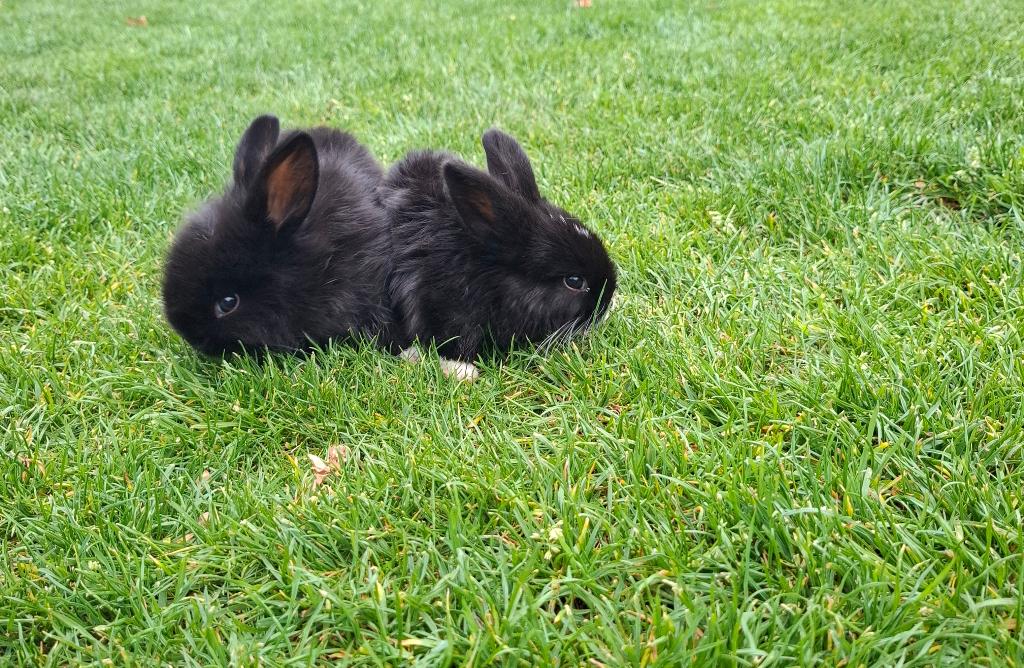 Jonge Konijnen te koop, Geslacht onbekend, Middelgroot, Hangoor, 0 tot 2 jaar