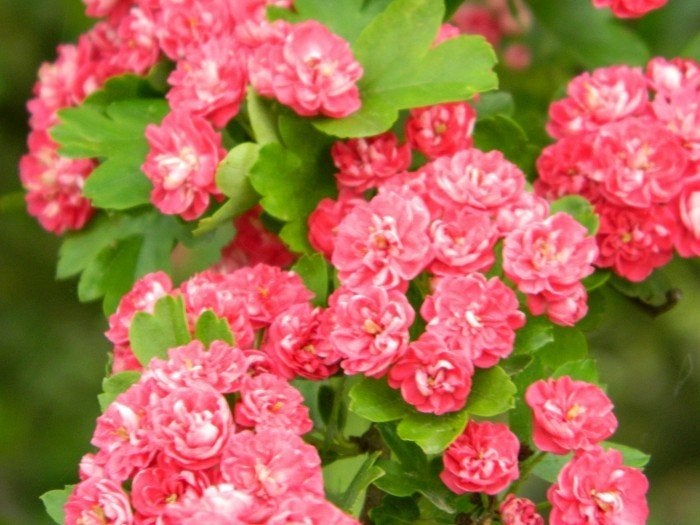 BOOM Crataegus media 'Pauls Scarlet' Rode meidoorn vogeltuin, Tuin en Terras, Planten | Tuinplanten, Overige soorten, Volle zon