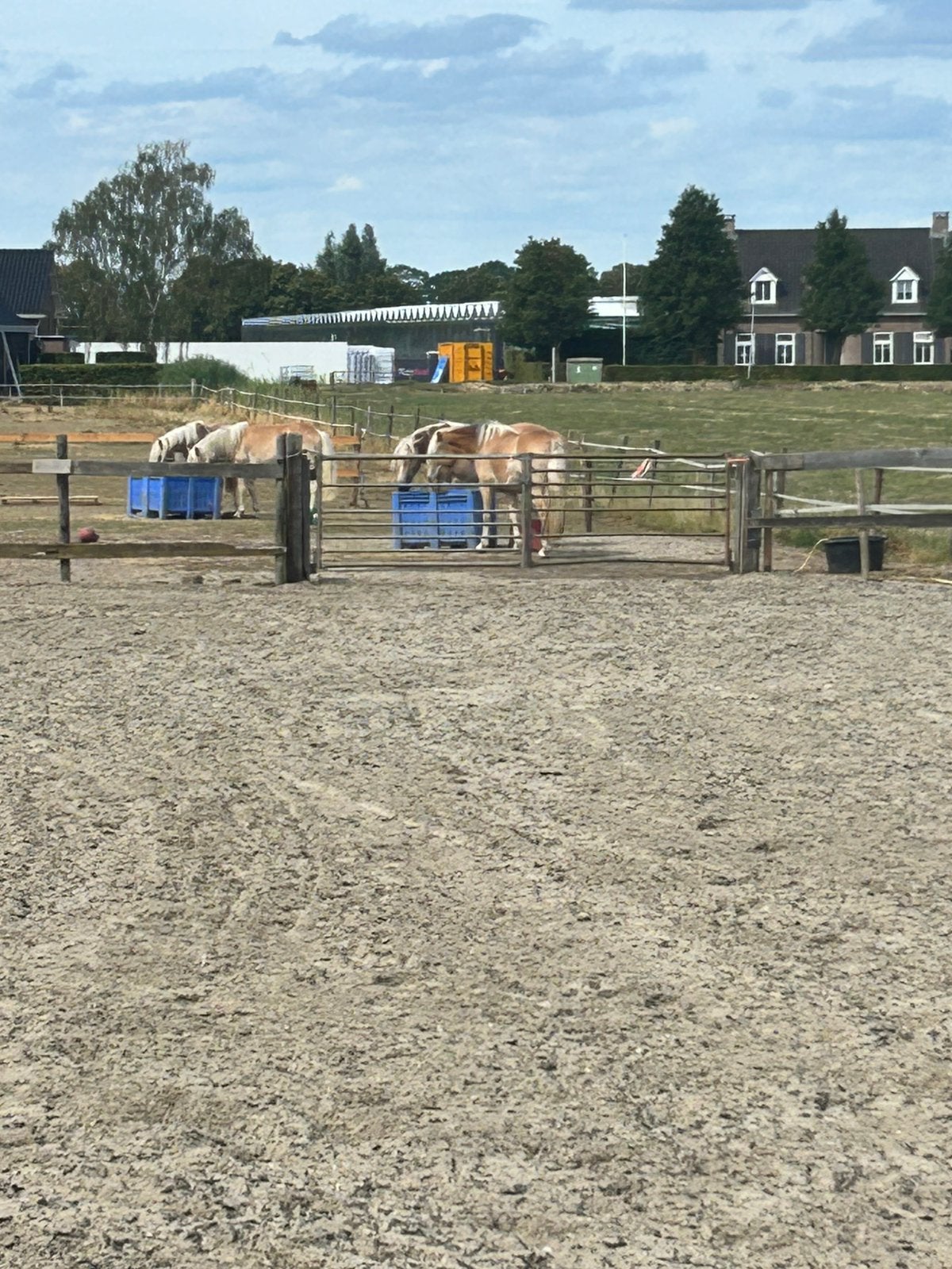 Knappe haflingers, Ruin, A pony (tot 1.17m), 0 tot 2 jaar