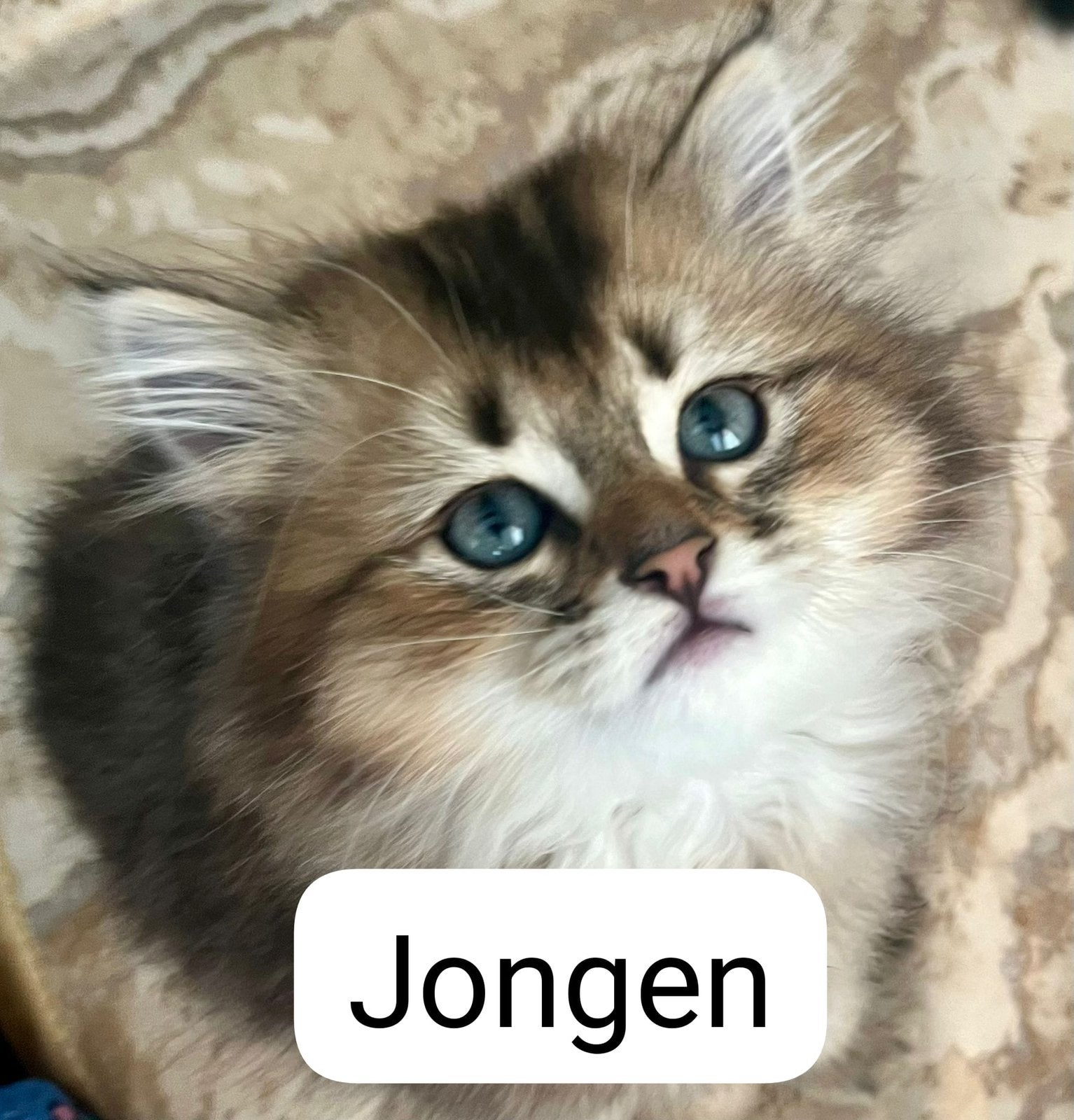 Kittens te koop, Dieren en Toebehoren, Meerdere dieren