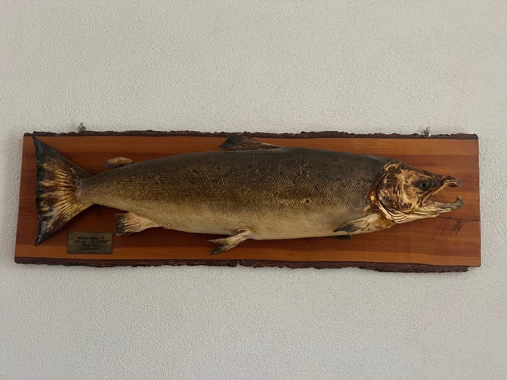 Opgezette zalm, Ophalen, Gebruikt, Overige soorten, Opgezet dier