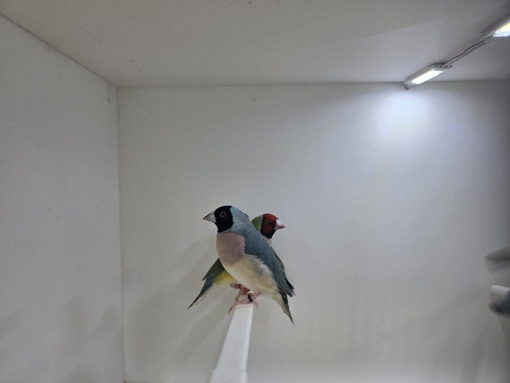 Blauwe gouldamadines, Dieren en Toebehoren, Vogels | Overige Vogels, Meerdere dieren, Tropenvogel, Geringd