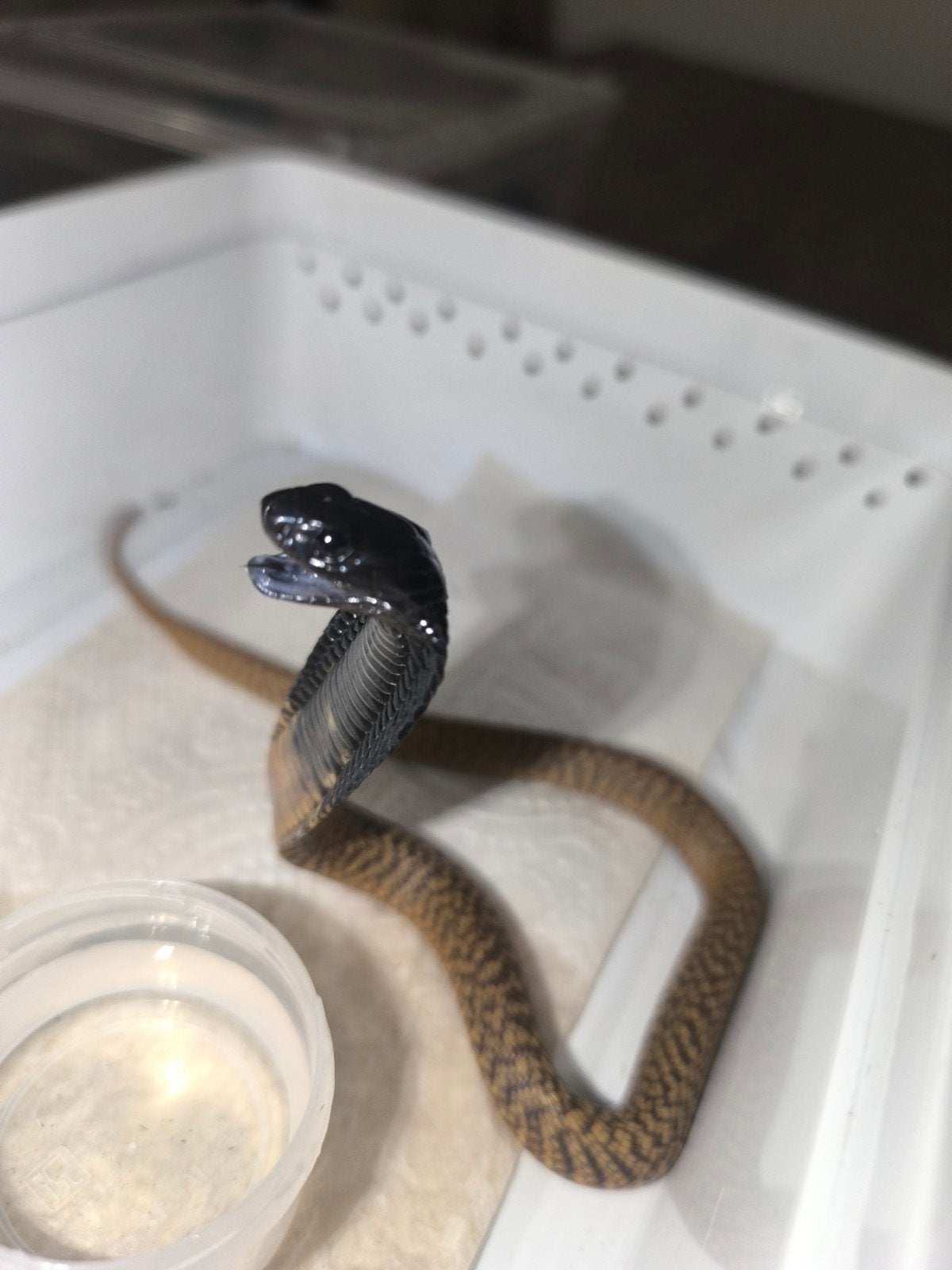 Naja hage Legionis, Dieren en Toebehoren, Reptielen en Amfibieën, Slang, 0 tot 2 jaar