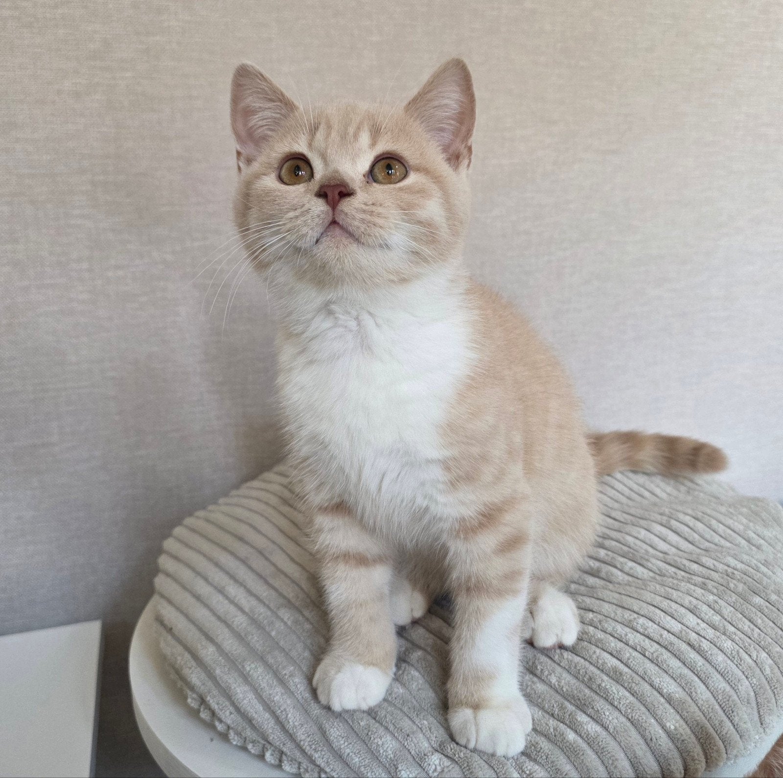 britse korthaar kittens met stamboom, Dieren en Toebehoren, Katten en Kittens | Raskatten | Korthaar, Met stamboom, 0 tot 2 jaar