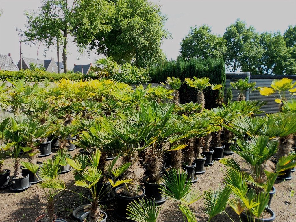 Palmbomen, 100 tot 250 cm, Zomer, Palmboom, Ophalen