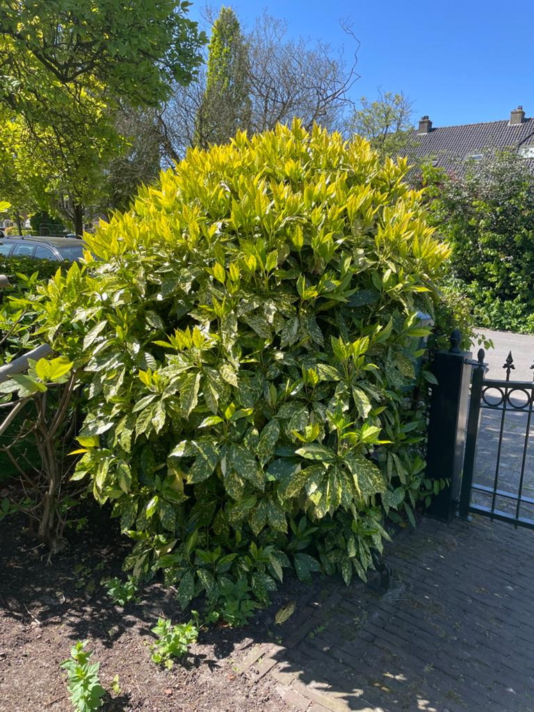 Grote Struik / broodboom / Aucuba 180 cm Hoog, Tuin en Terras, Ophalen, Herfst, Halfschaduw, Overige soorten