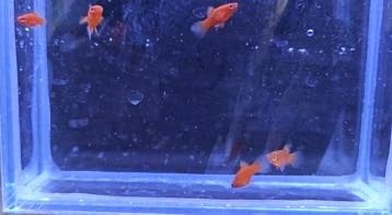 Kleine Koraal Platys, Vis, Zoetwatervis, Schoolvis