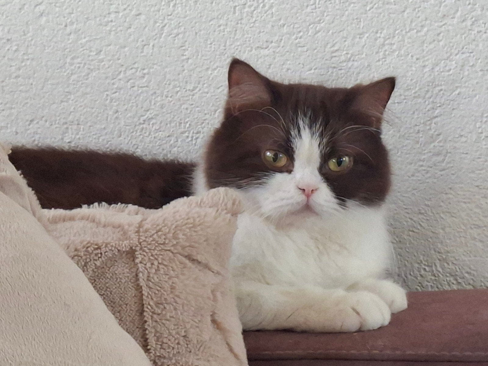 Prachtige Britse Langhaar Poes, Dieren en Toebehoren, Katten en Kittens | Raskatten | Langhaar, Poes, Gechipt, 0 tot 2 jaar