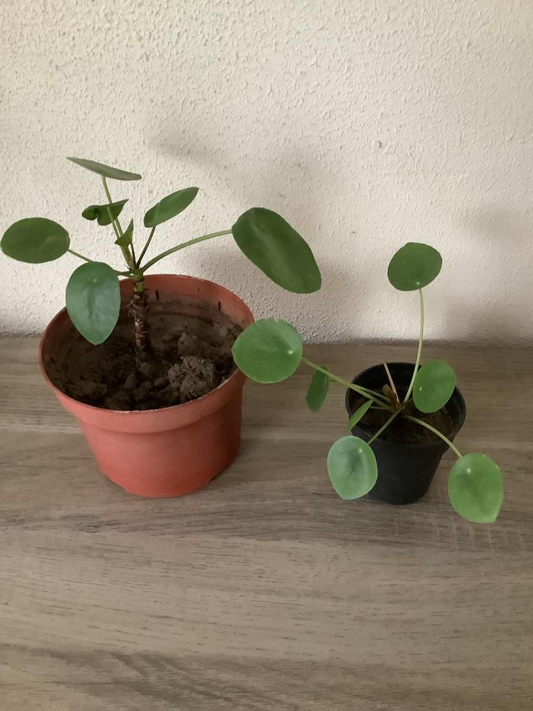 Pannenkoek planten, Ophalen