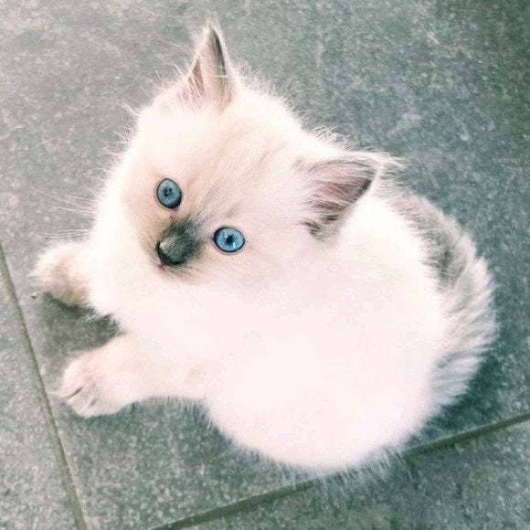 raszuivere blue point ragdoll kitten poesje, Dieren en Toebehoren, Poes