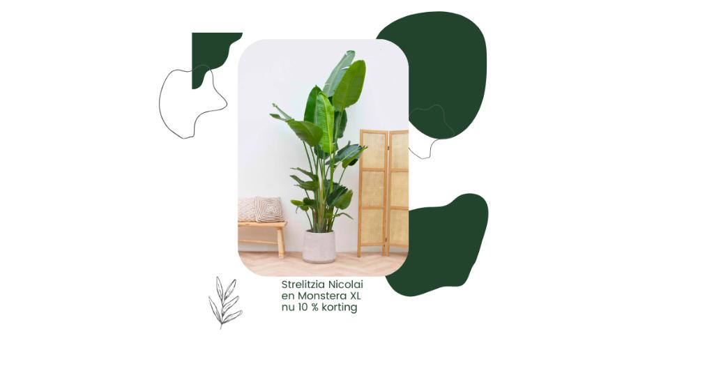 Strelitzia en Monstera XL 10 % korting, Verzenden, Overige soorten, Halfschaduw, In pot