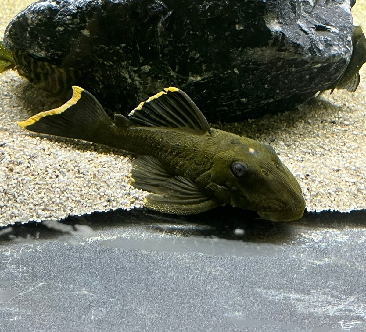 Magnum pleco, Vis