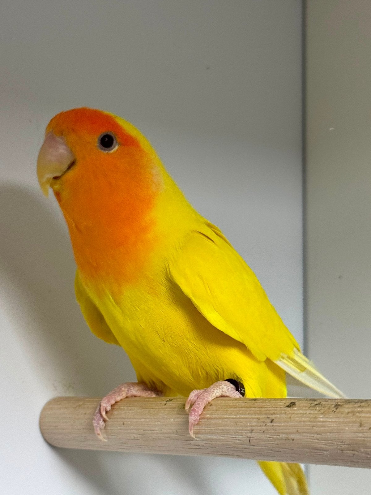 Agapornis roseicollies langbevederd oranjemasker ino pop, Dieren en Toebehoren, Vrouwelijk, Dwergpapegaai of Agapornis, Geringd