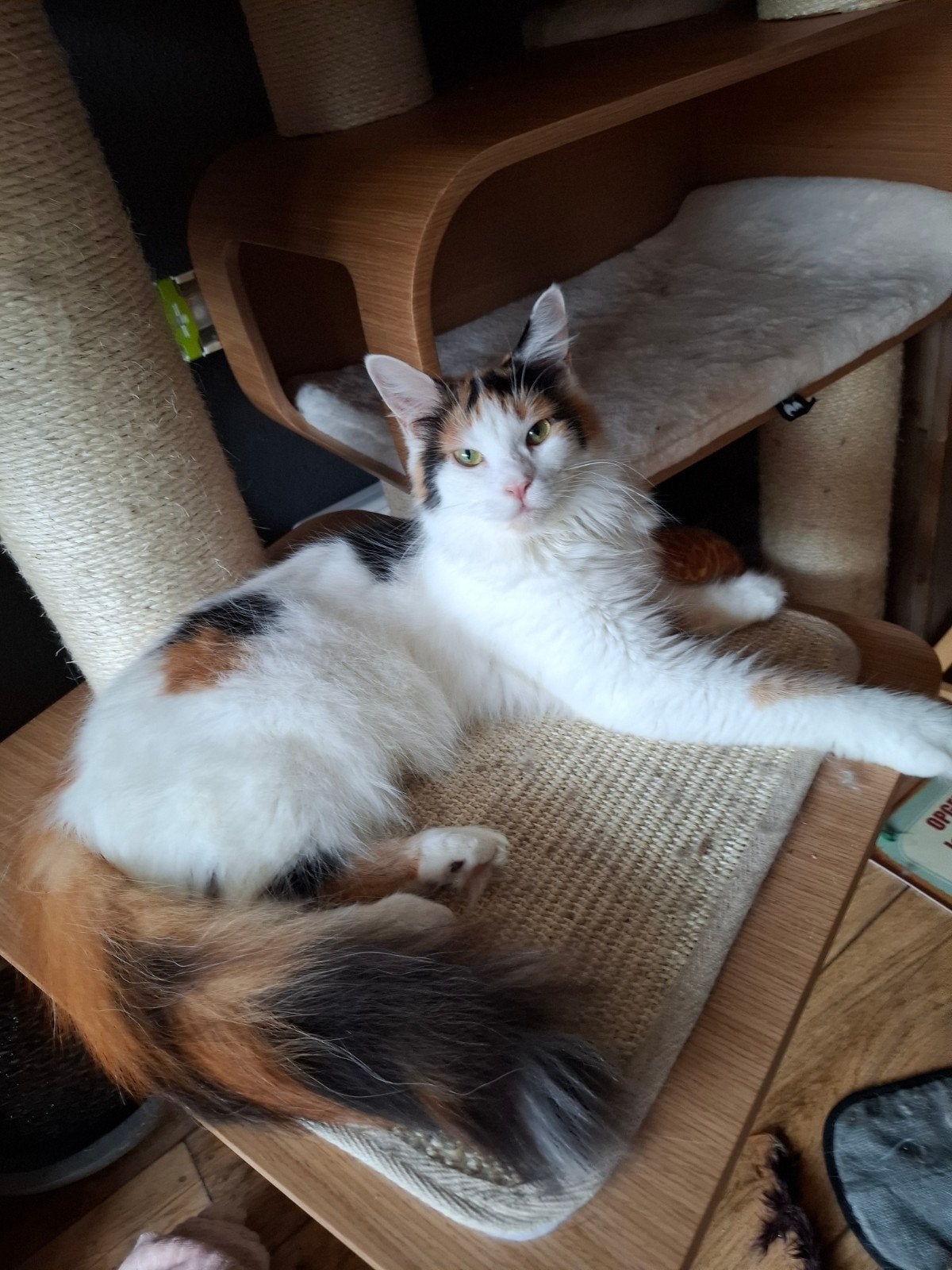 mainecoon poes, Dieren en Toebehoren, Poes, Gechipt, 0 tot 2 jaar