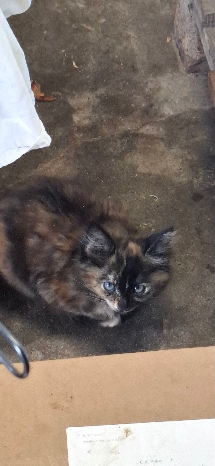 Mooie kittens te koop.