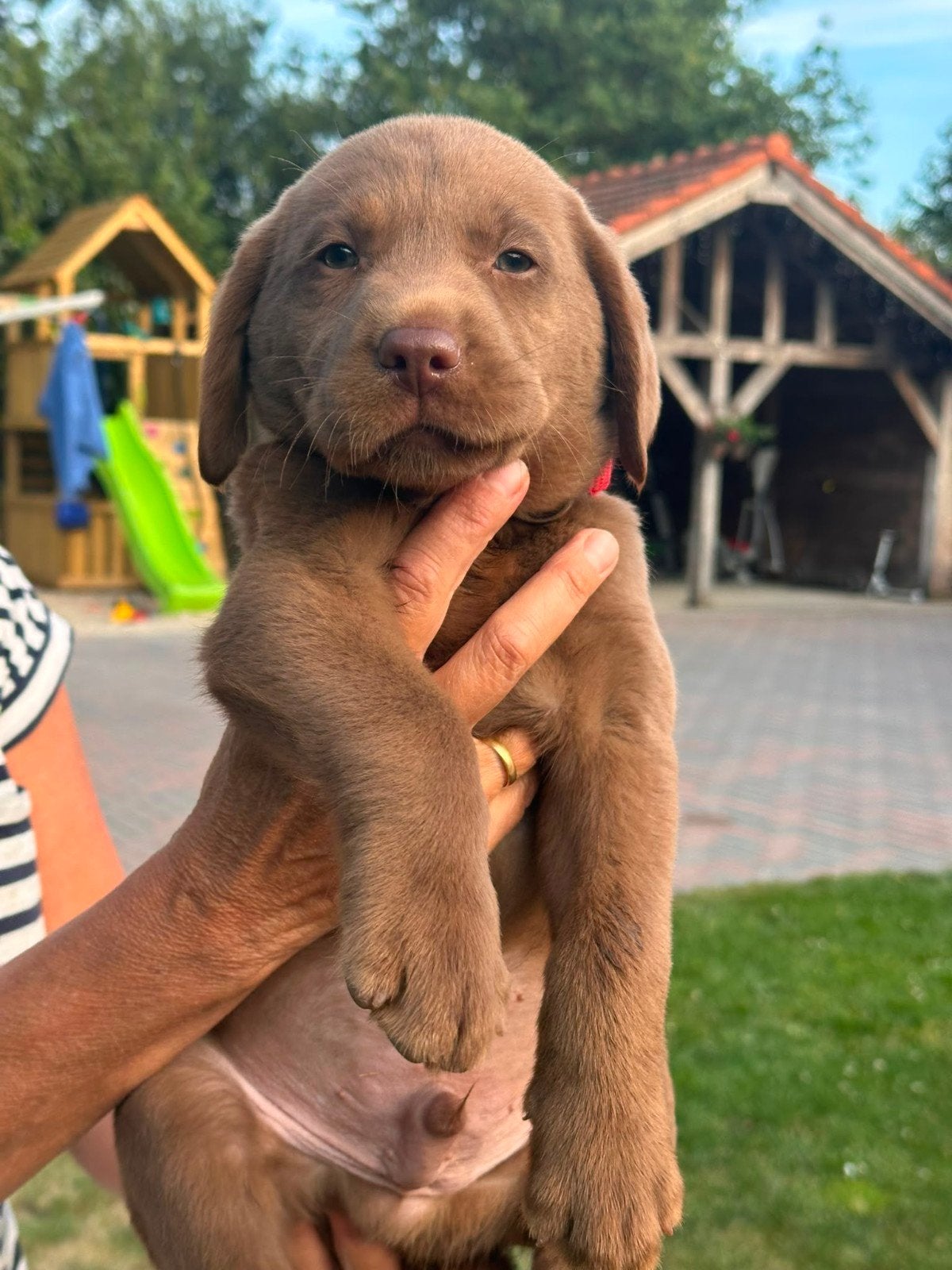 Bruine labrador pups te koop, België, Particulier, Reu, 8 tot 15 weken