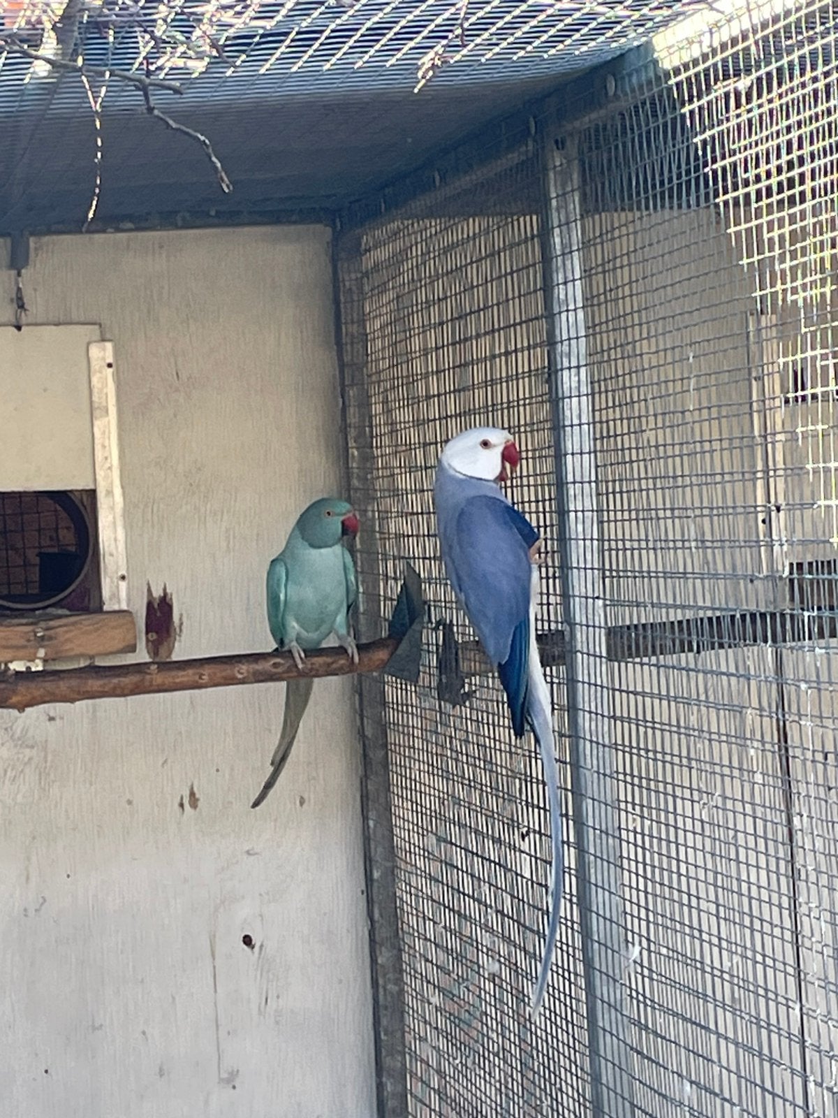 Bewezen koppel halsbandparkieten, Meerdere dieren, Parkiet