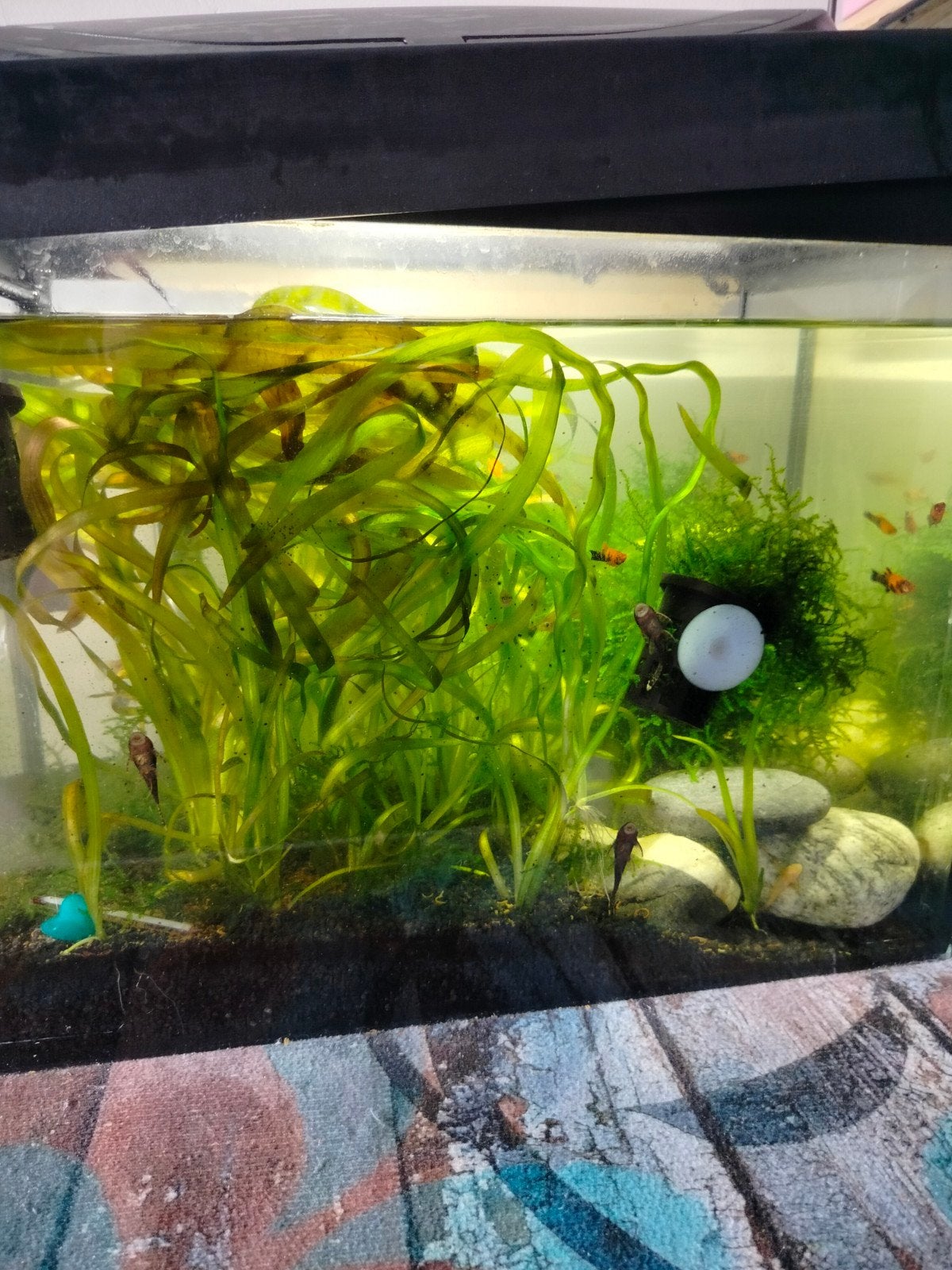 moss and vallisneria, Ophalen
