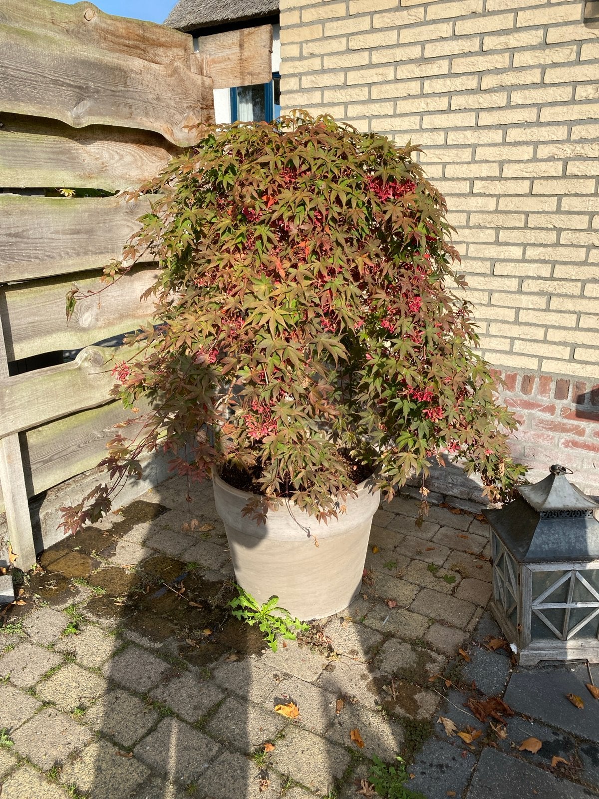 Japanse esdoorn Ruby Red inclusief pot, Bloeit niet, Halfschaduw, Overige soorten, 100 tot 250 cm