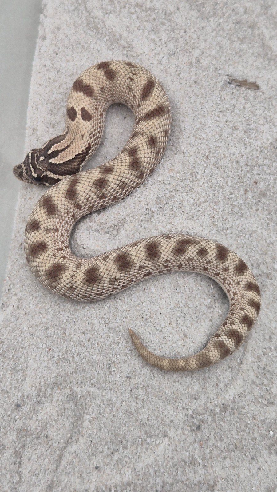 Haakneusslang het snow Hognose Snake photo 4