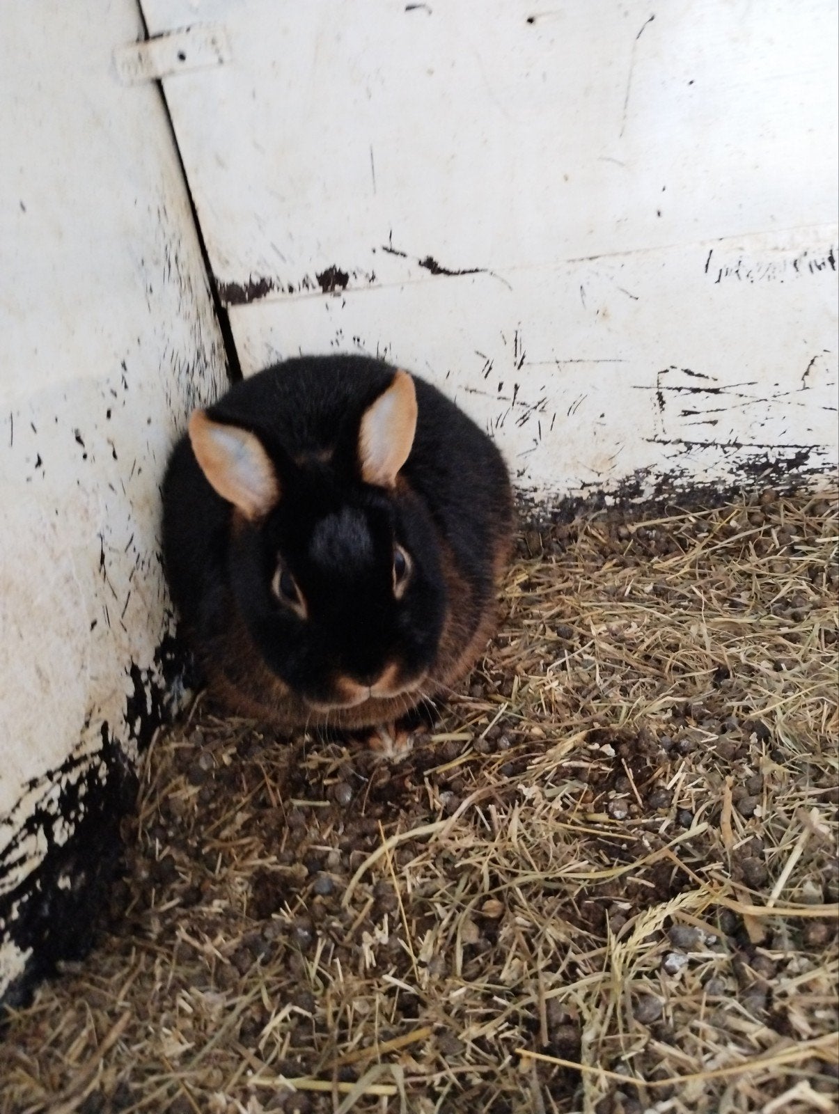 konijnen, Dieren en Toebehoren, Ophalen of Verzenden, 110 cm of meer, Overige typen, Minder dan 60 cm