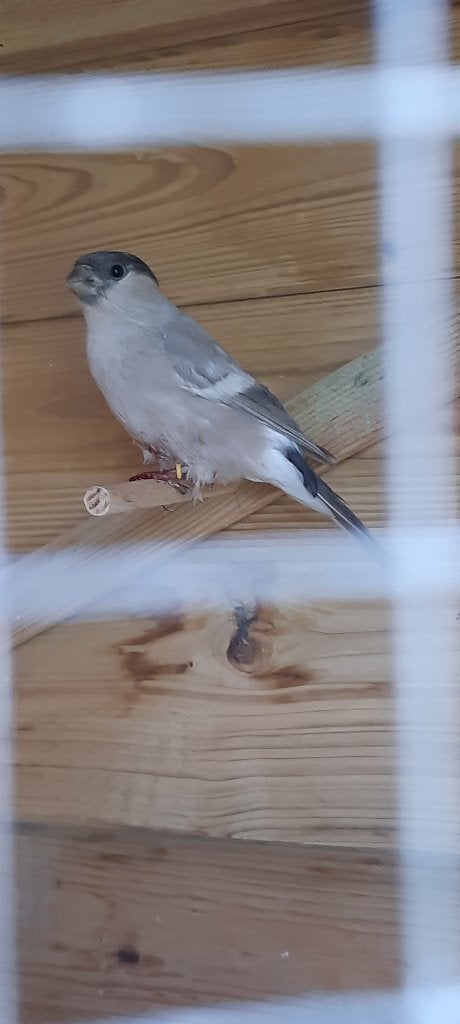 Koppel pastel goudvinken, Dieren en Toebehoren, Vogels | Overige Vogels, Meerdere dieren, Geringd