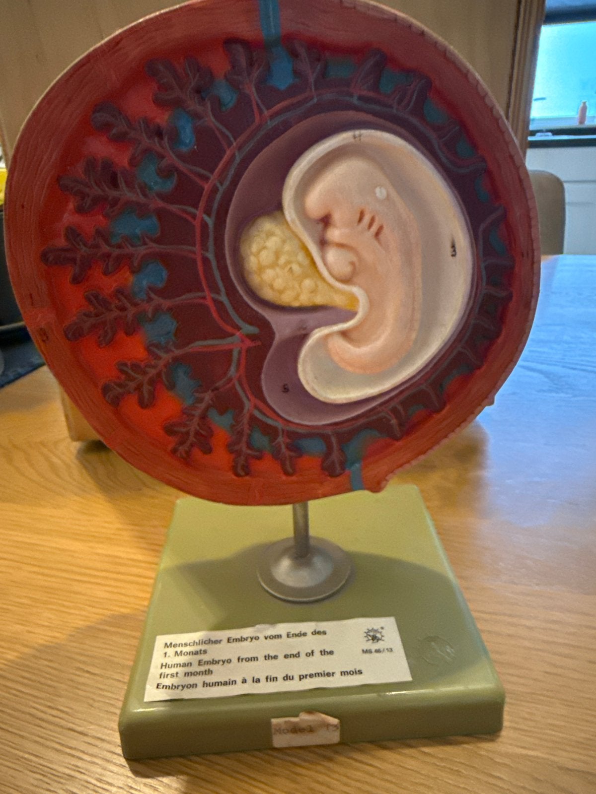 Model embryo 1 maand, dwarsdoorsnede, Ophalen of Verzenden