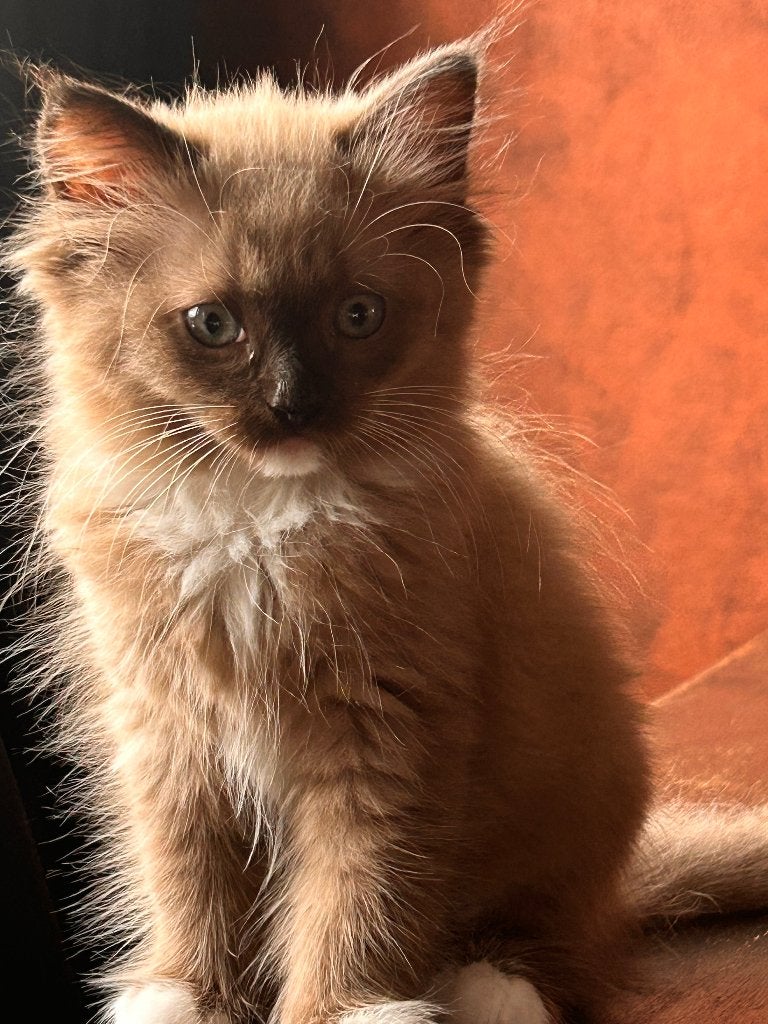 Prachtige 100% raszuivere Ragdoll kittens ,mogen verhuizen., Dieren en Toebehoren, Katten en Kittens | Raskatten | Langhaar, Meerdere dieren