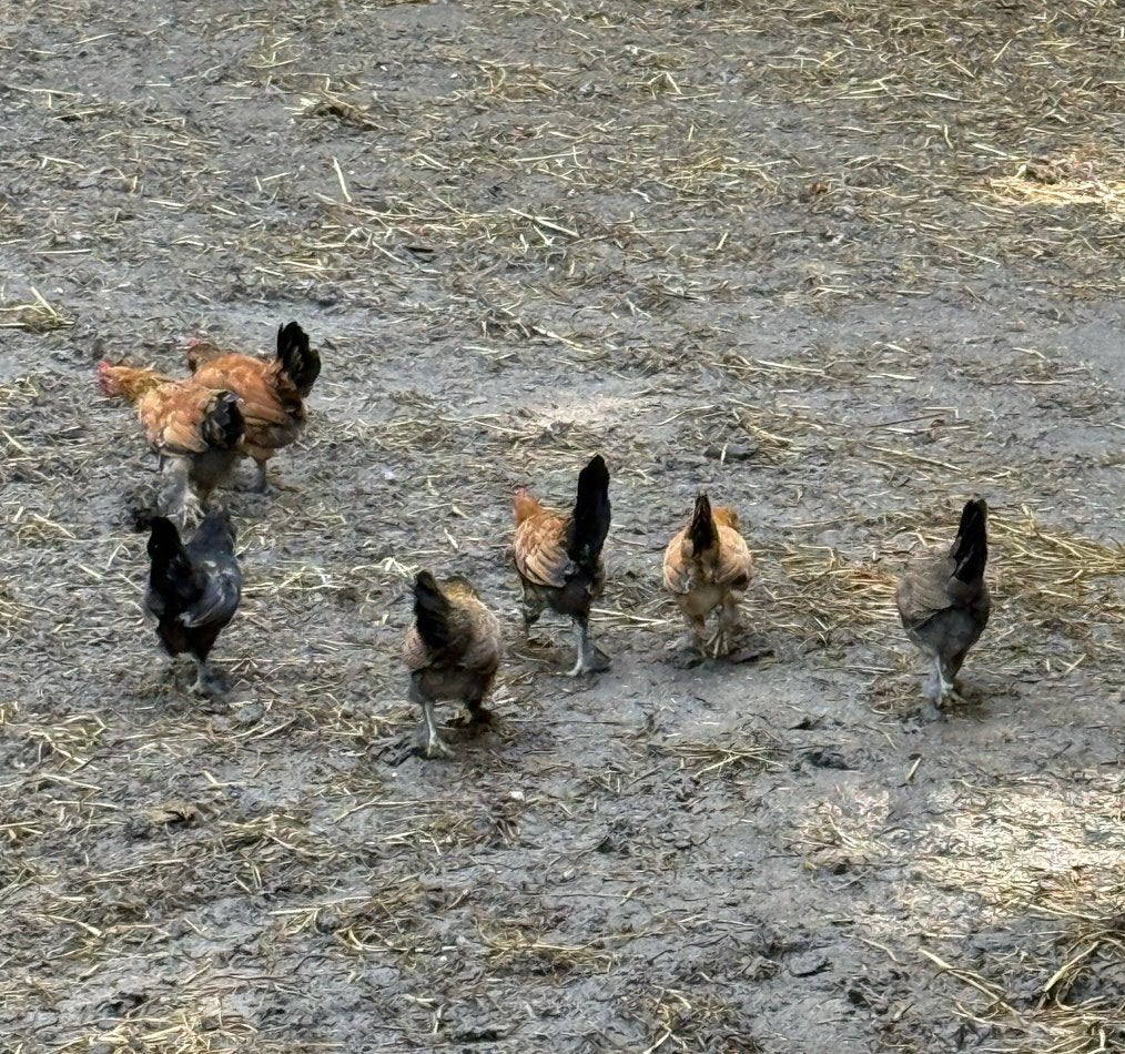 Kippen, Dieren en Toebehoren, Kip