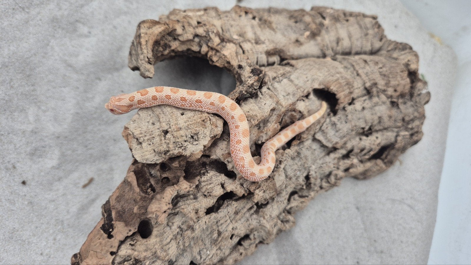 Haakneusslang uit 2026 het snow Hognose Snake - unknown for sale from De Jong