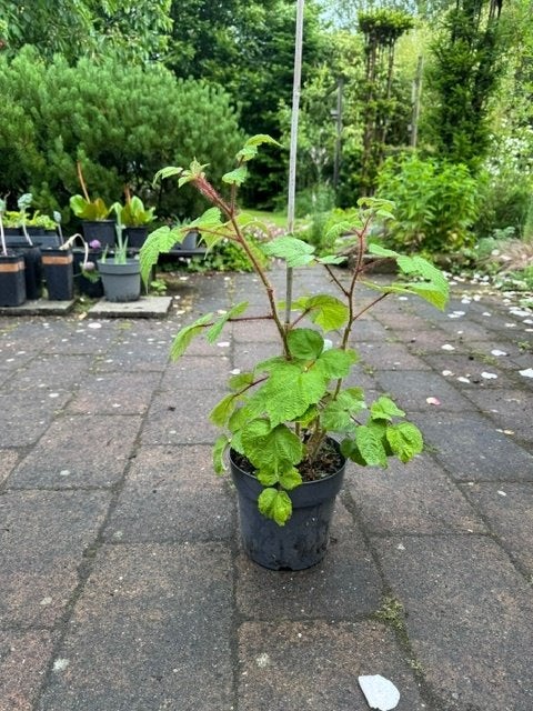 Bio Japanse wijnbes in pot, Ophalen, Overige soorten, Volle zon, In pot