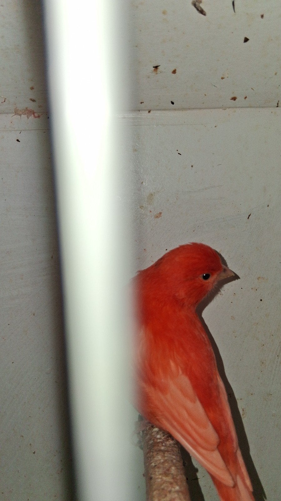 vogels, Dieren en Toebehoren, Mannelijk, Kleurkanarie