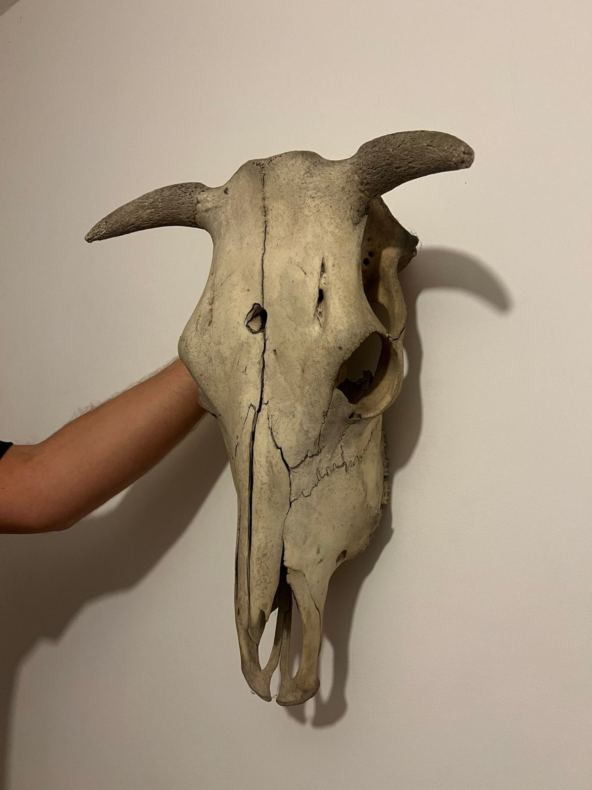 Grote schedel van een rund met hoorns, Ophalen, Gebruikt, Boerderijdier, Schedel