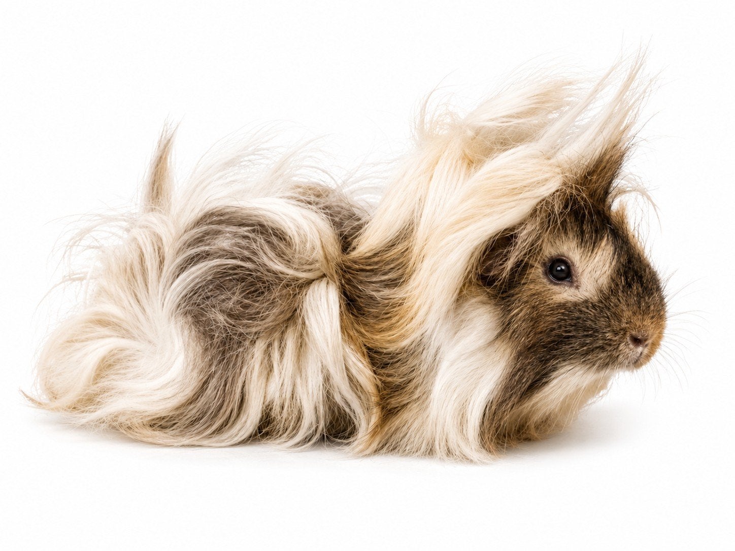 pervuriaan Roy beertje 4 maanden, Mei, Mannelijk, Cavia