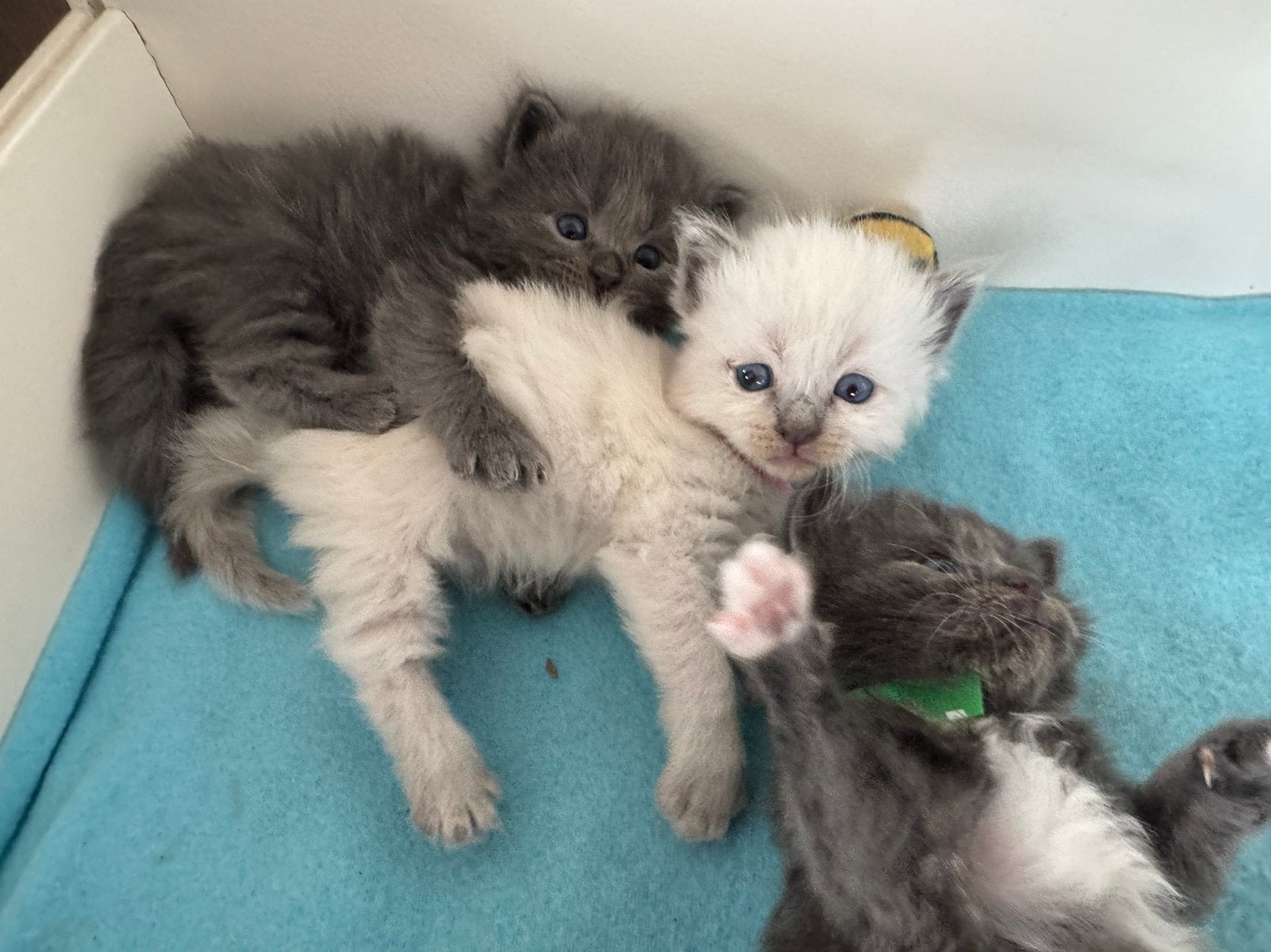 Ragdoll x Nebelung kittens poesjes en katertjes, Meerdere dieren, Ontwormd, 0 tot 2 jaar