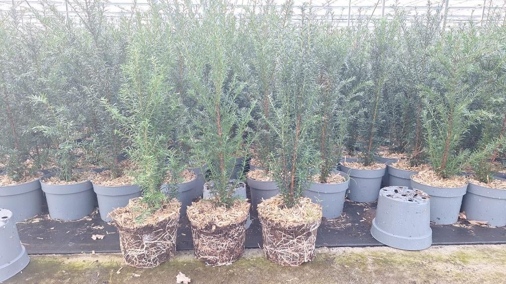 Taxus baccata lengte 30 tot 60, Tuin en Terras, Planten | Struiken en Hagen, Ophalen, Taxus, Minder dan 100 cm