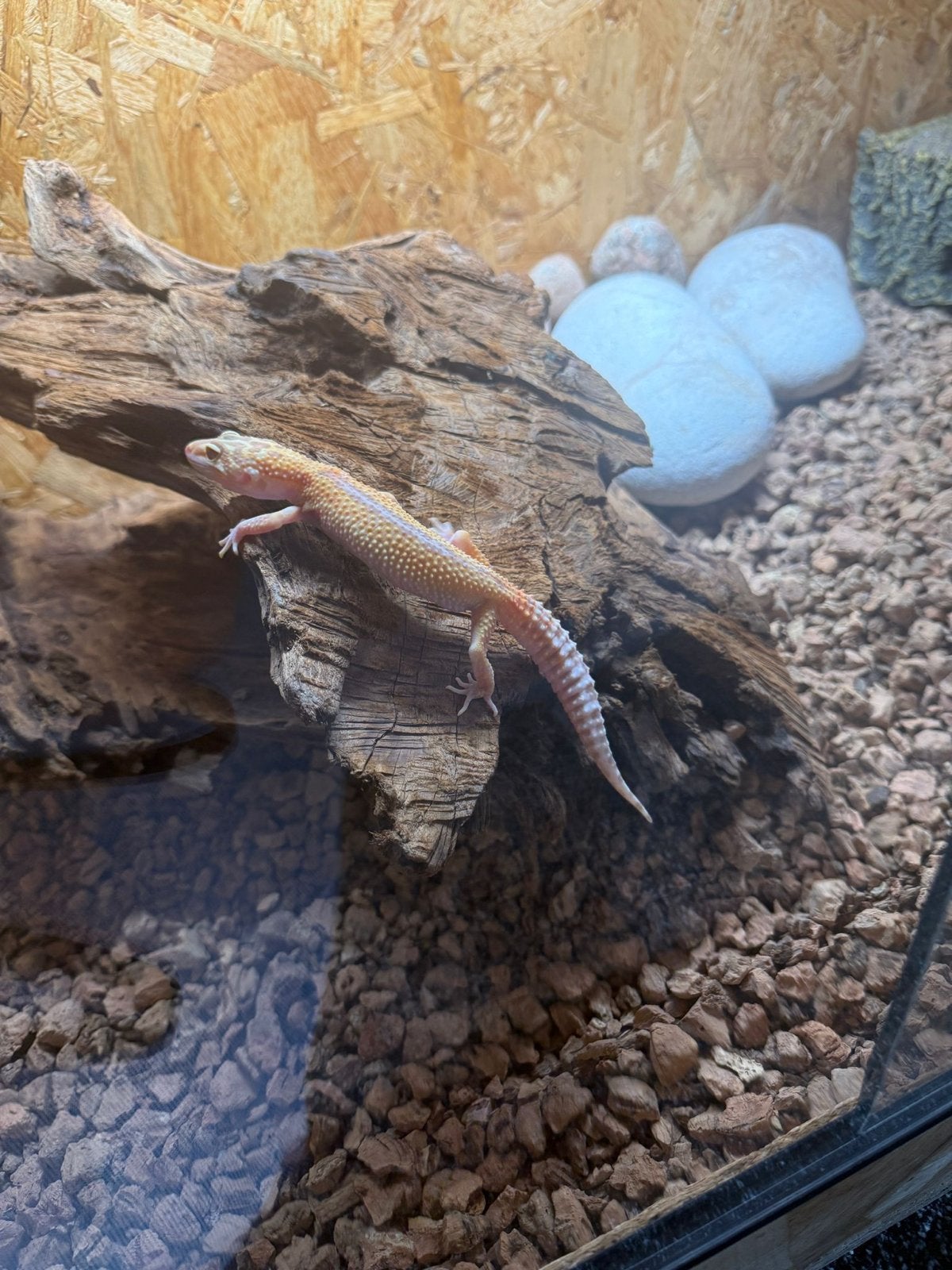 Luipaardgekko GERESERVEERD/ alle toebehoren nog te koop, Dieren en Toebehoren, Ophalen, Zo goed als nieuw