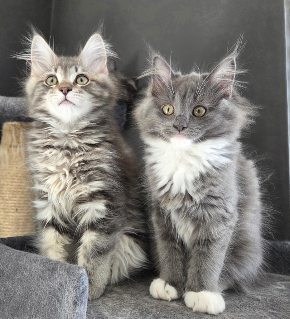 Maine coon x Ragdoll kittens, Dieren en Toebehoren, Katten en Kittens | Raskatten | Langhaar, Meerdere dieren