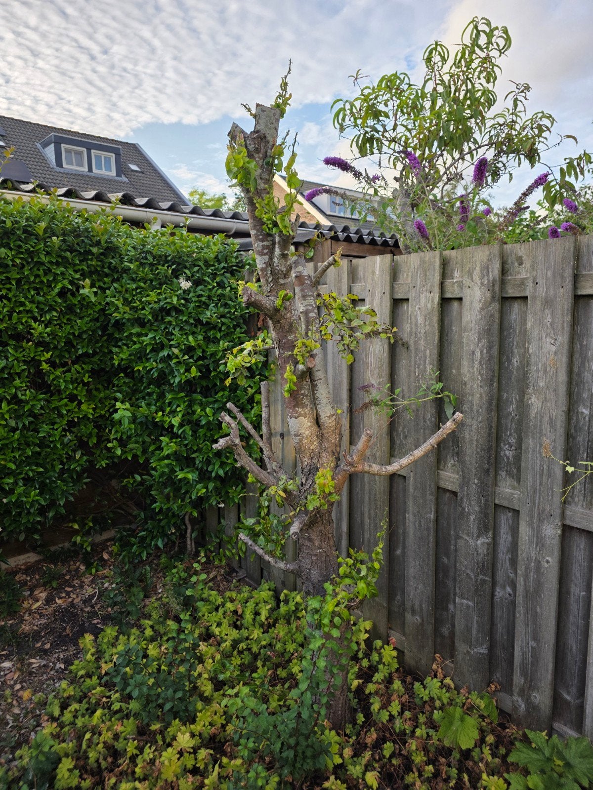 Perenboom - Zelf uitgraven, Ophalen, Fruitplanten