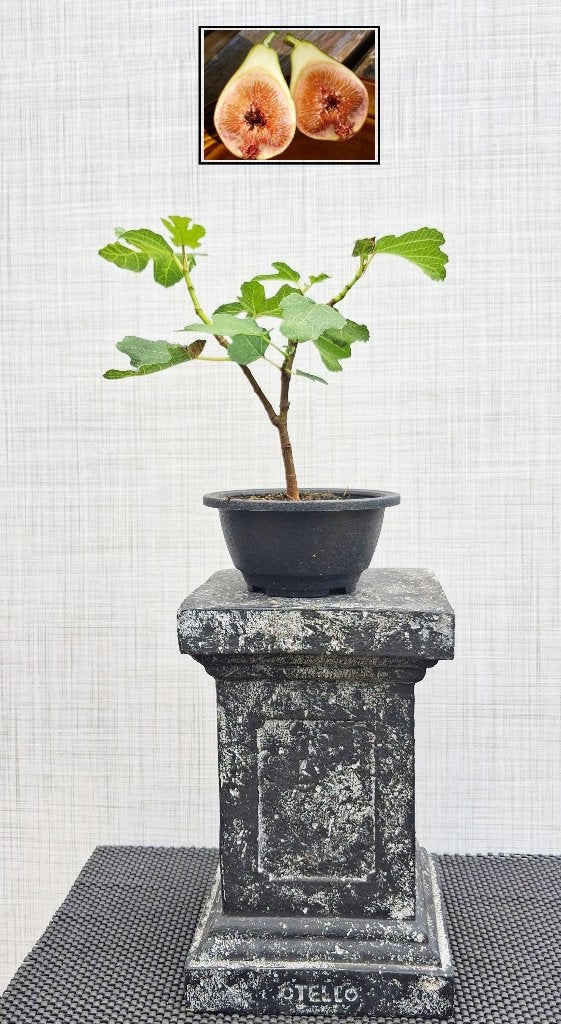 Bonsai Ficus Carica Bornholm Diamant -Vijgenboompje, Huis en Inrichting, Kamerplanten, In pot, Minder dan 100 cm, Bloeiende kamerplant