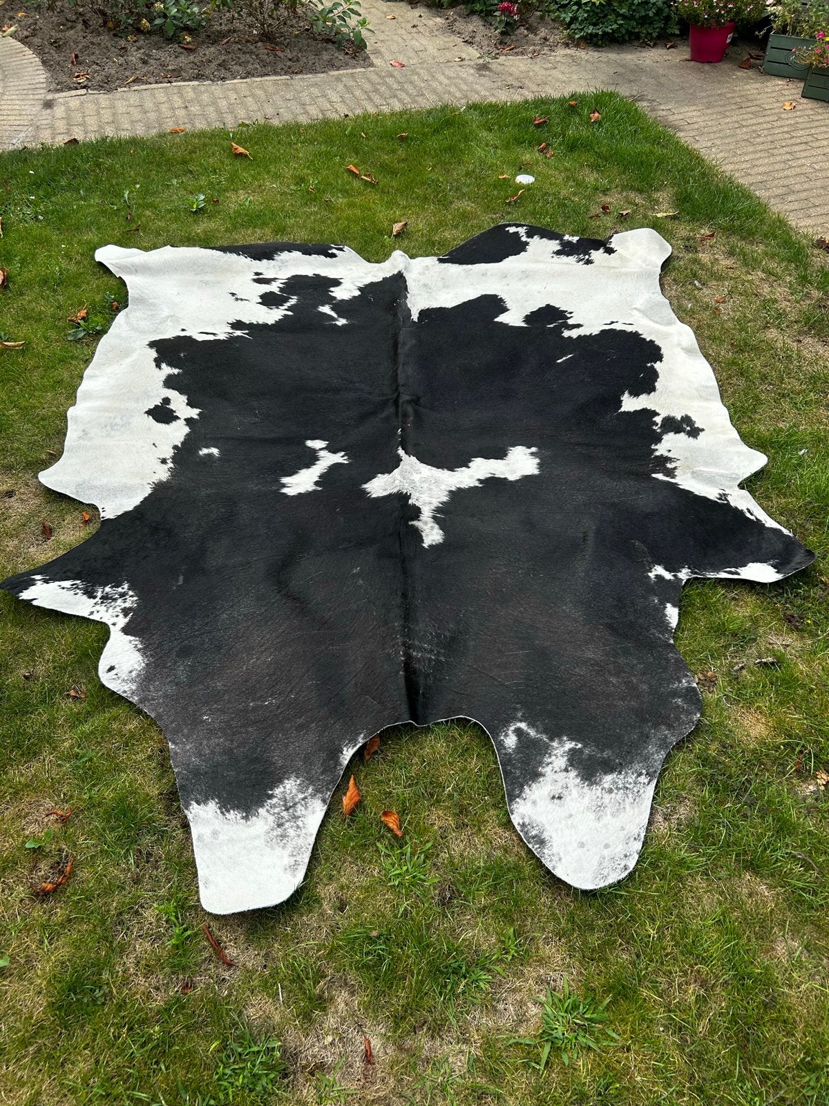 Groot zwart-wit koeienhuid vloerkleed (226x190 cm), Ophalen, Gebruikt, Wit, 150 tot 200 cm