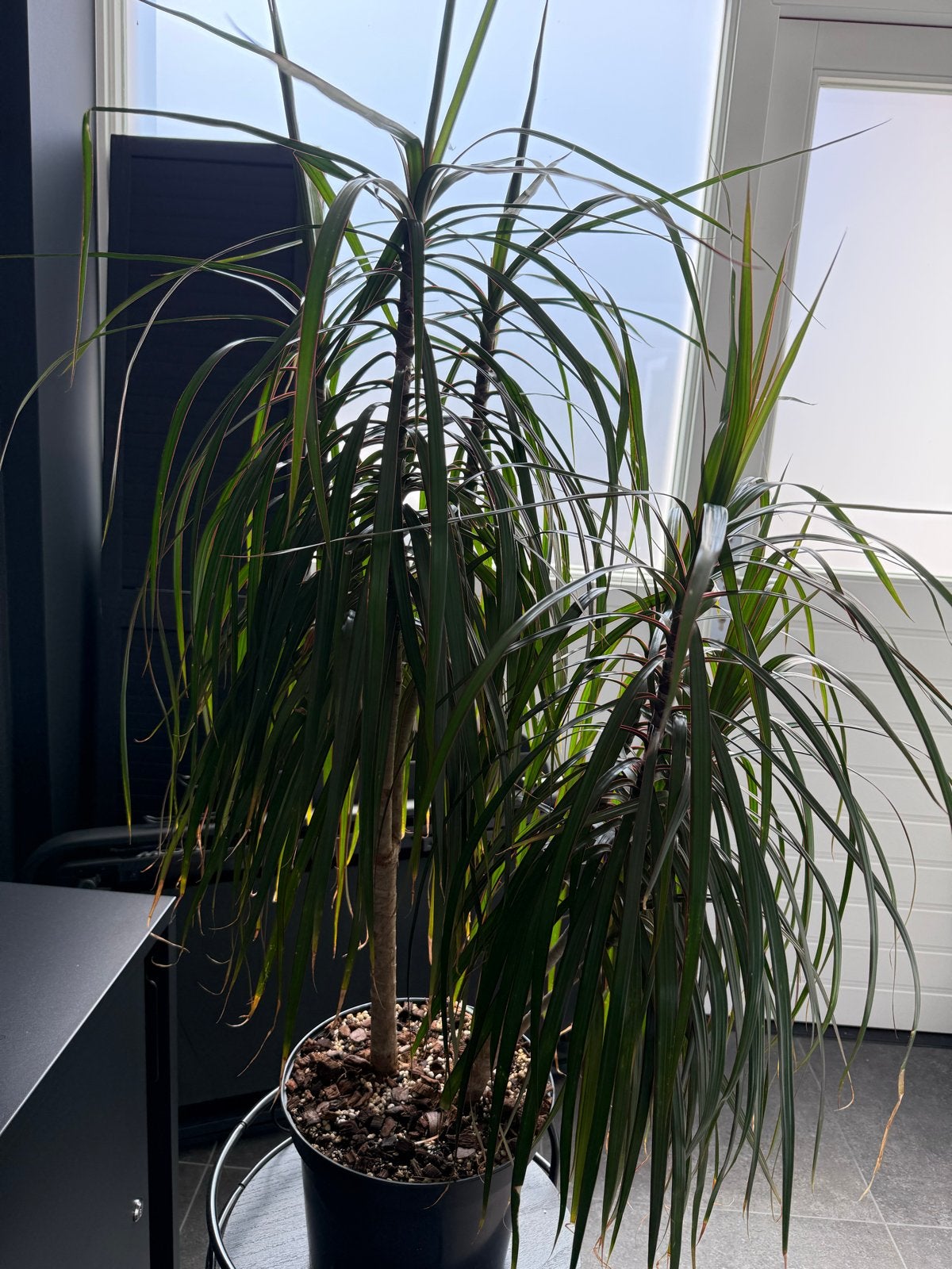 Drakenbloedboom (Dracaena marginata) - 100cm, Ophalen, 100 tot 150 cm, Overige soorten, Halfschaduw