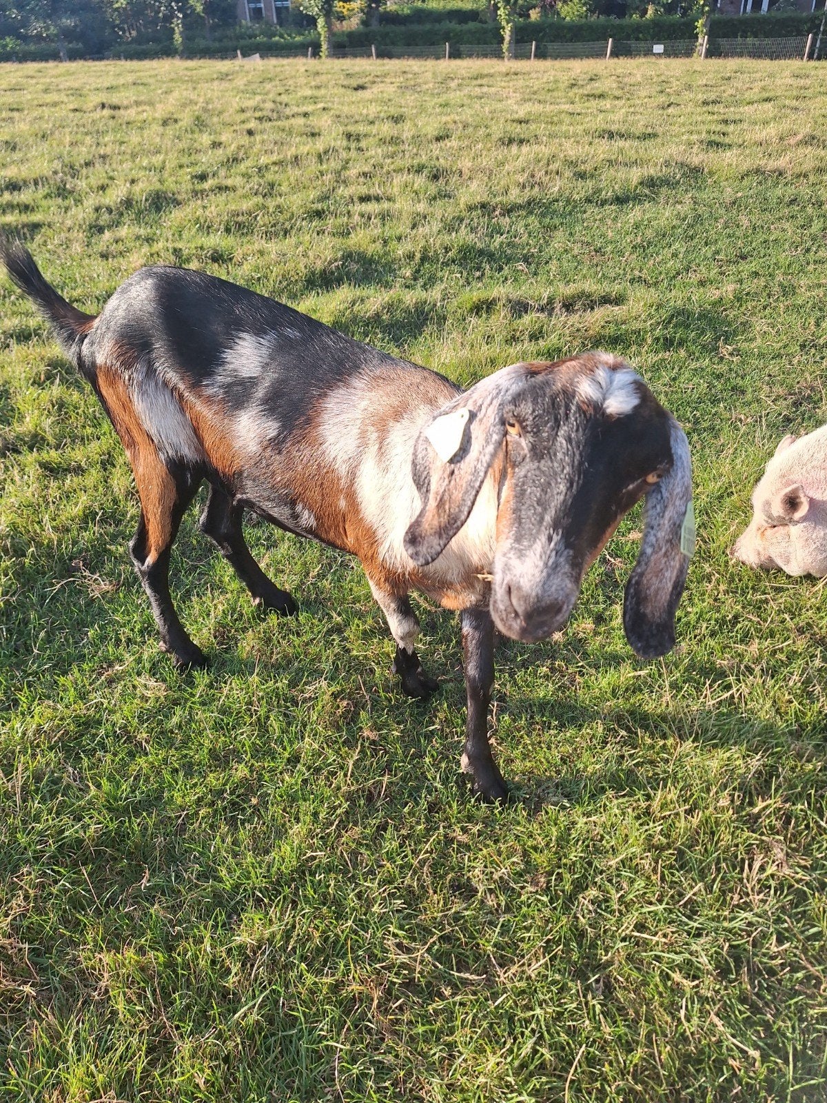 nubische geit, Dieren en Toebehoren, Schapen, Geiten en Varkens, Vrouwelijk, Geit