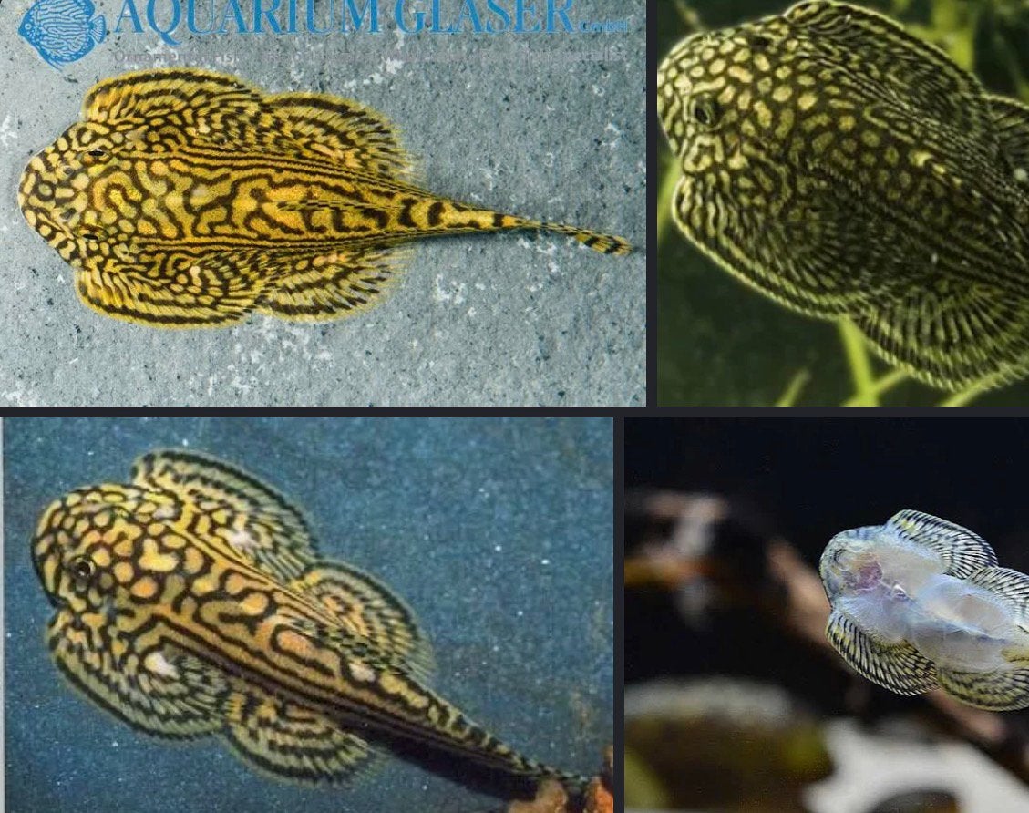 Gezocht!!! sewellia lineolata/ hillstream loach, Vis