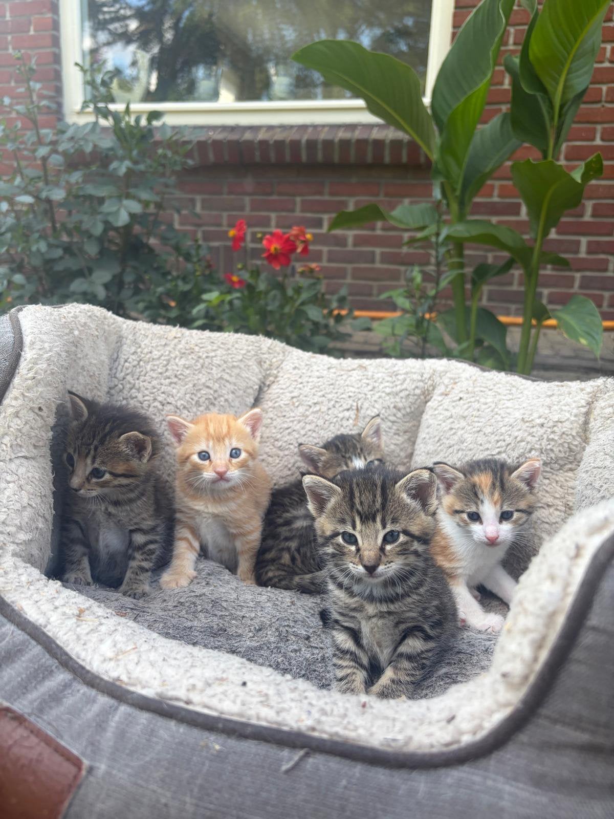 Schattige en aanhankelijke kittens (poesjes), Poes, Kortharig, 0 tot 2 jaar