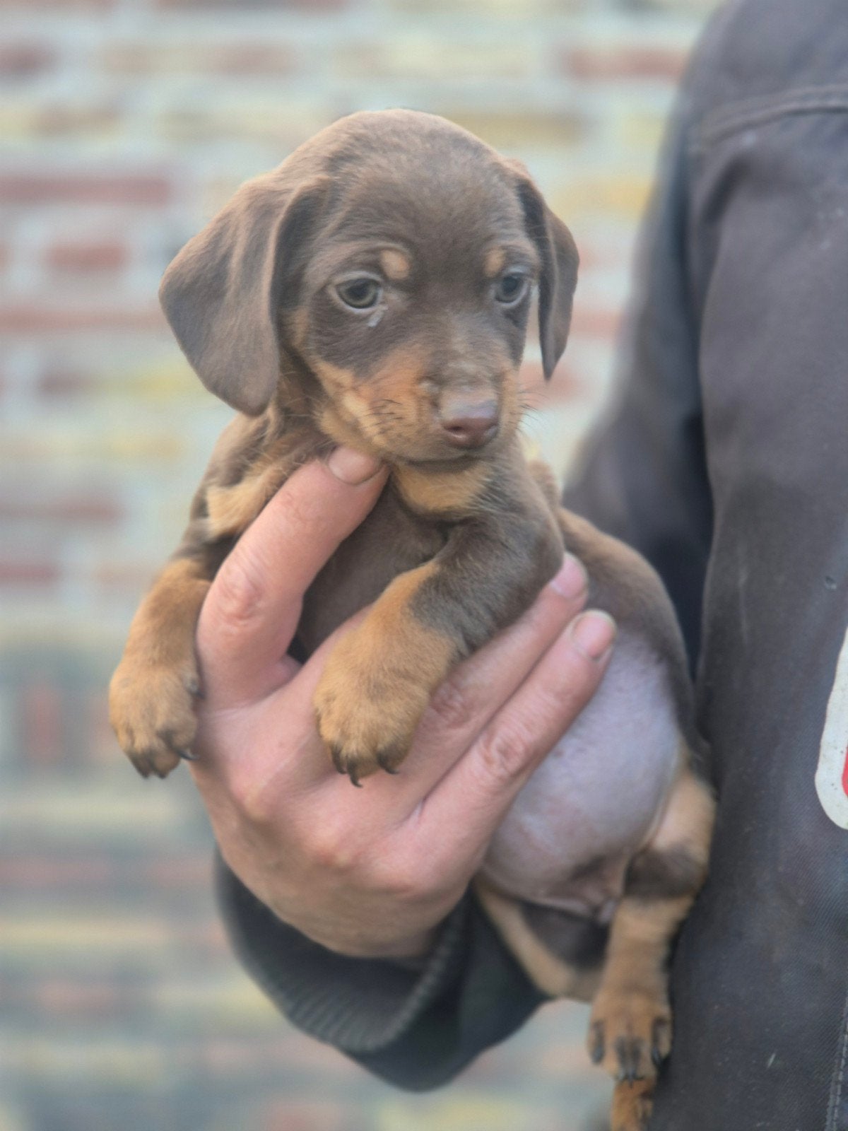 teckel kruising jack russel pups, CDV (hondenziekte), 8 tot 15 weken, Meerdere, Meerdere dieren