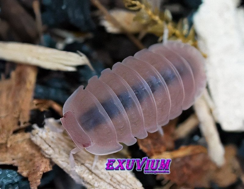 Cubaris murina Papaya isopods / pissebedden, Dieren en Toebehoren, Insecten en Spinnen, Overige soorten