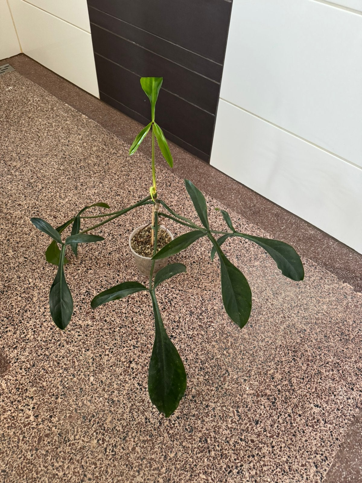 Philodendron 69686, Huis en Inrichting, Kamerplanten, Minder dan 100 cm, Halfschaduw, Ophalen