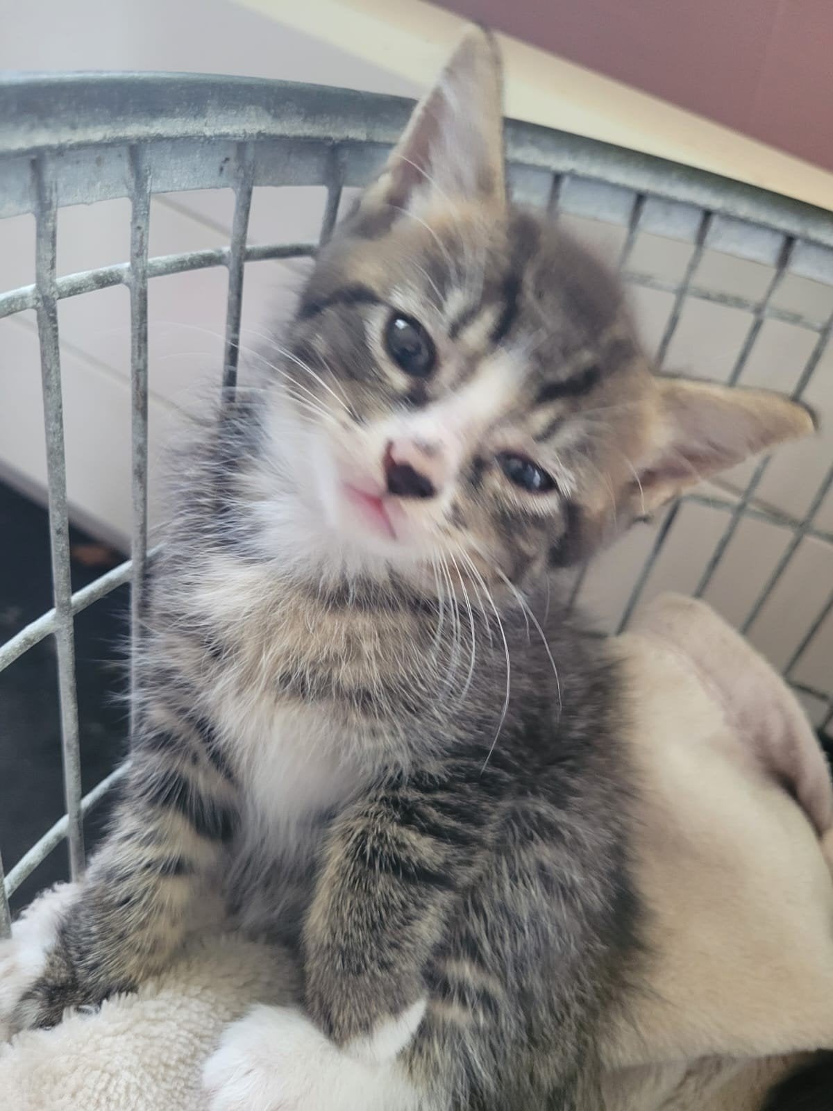 lieve, sociale Ragdoll kittens zoeken nieuw thuis!, Dieren en Toebehoren, Meerdere dieren, Ontwormd